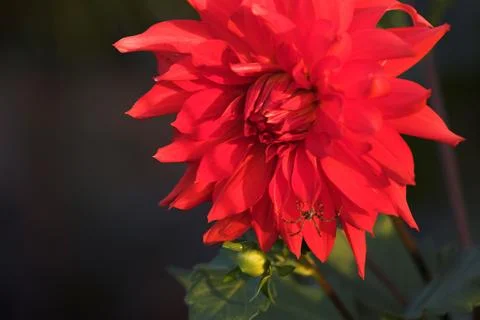 Red flower Stock-Fotos