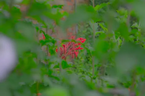 Red Flower Stock Photos