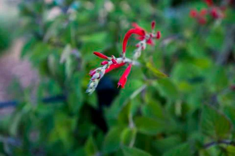 Red Flower Foto stock