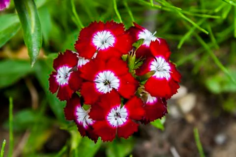 Red flower Stock Photos