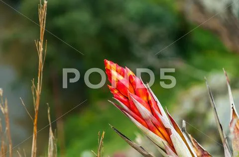 Red Flower Stock Photos