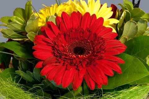 Red flower. Stock Photos