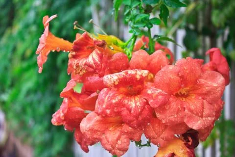 Red flower Stock Photos