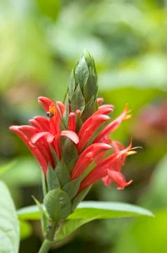 Red flower Foto stock