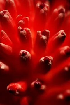 Red flower Foto stock