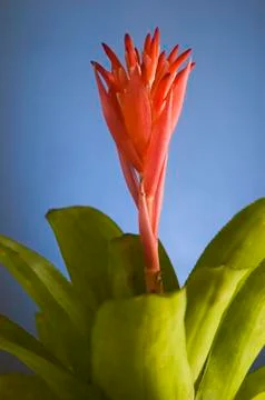 Red flower Stock Photos
