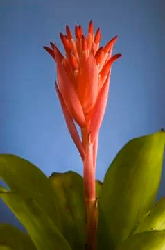 Red flower Stock Photos