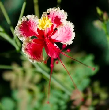Red flower Stock Photos