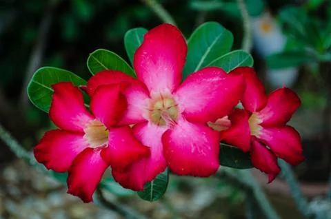 Red flower Stock Photos