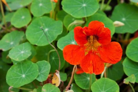 Red flower Stock Photos