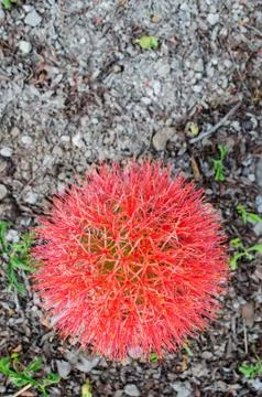 Red flower Stock Photos