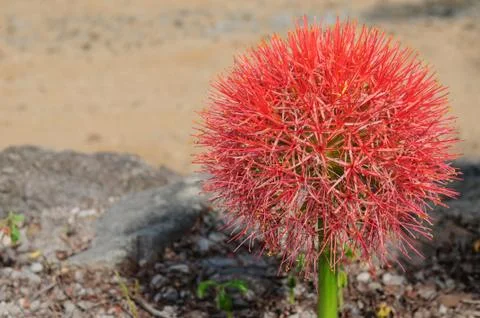 Red flower Stock Photos