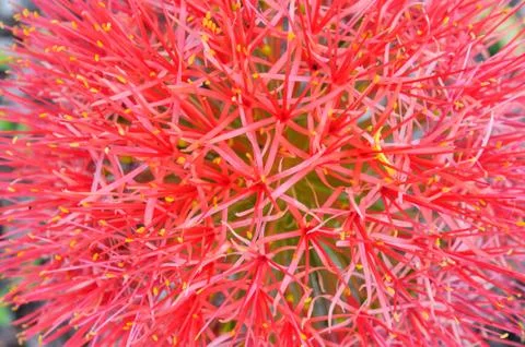 Red flower Stock Photos