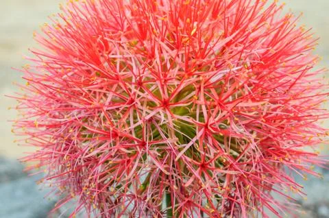 Red flower Stock Photos