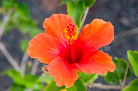 Red flower Stock Photos