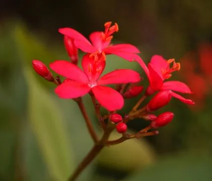 Red flower Stock Photos