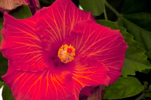 Red flower Foto stock