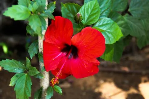 Red FLower Photos
