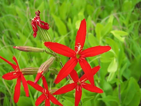 Red Flower Stock Photos