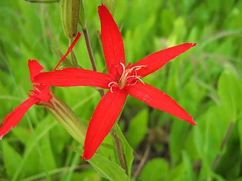 Red Flower Stock Photos