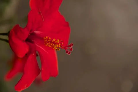 The Red Flower 写真素材
