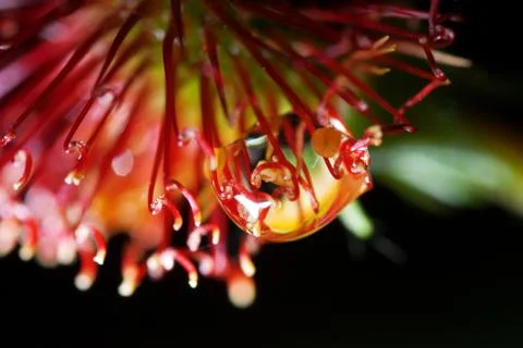 Red flower Stock Photos