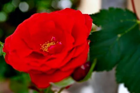 A red flower 스톡 사진