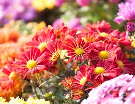 Red flower Stock Photos
