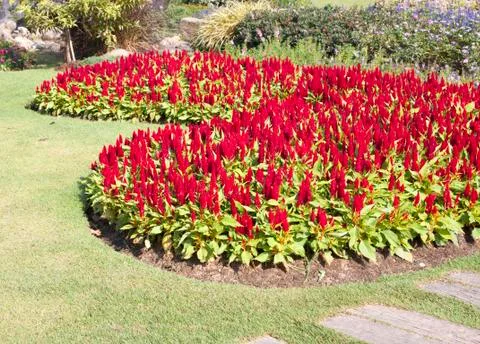 Red flower Stock Photos