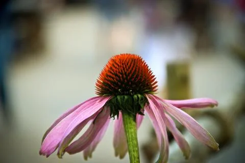 Red flower Stock Photos