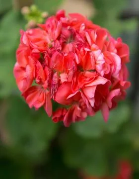 Red flower Stock Photos