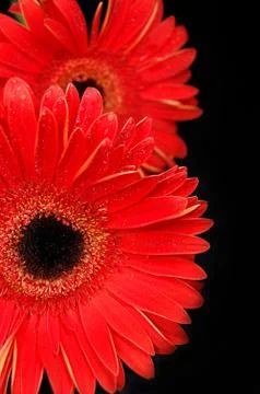 Red flower Stock Photos