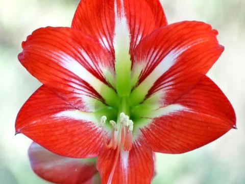 Red Flower Photos
