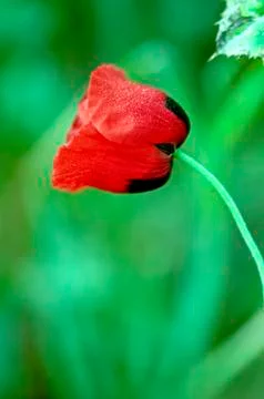 Red flower Photos