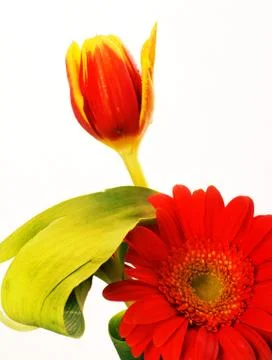 Red flower Stock Photos