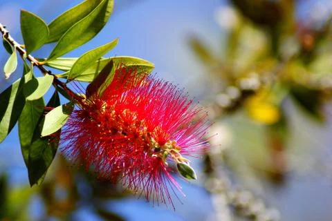 Red flower Stock Photos