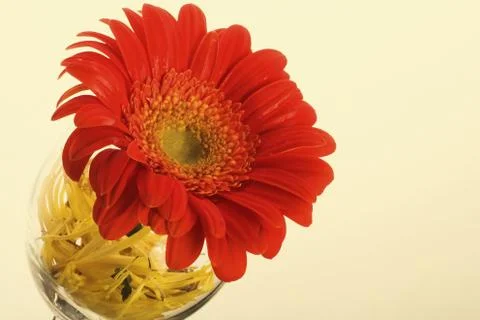 Red flower Stock Photos