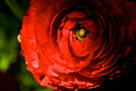 Red Flower Stock Photos