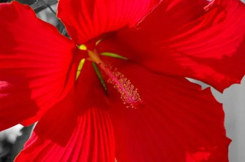 Red Flower Stock Photos