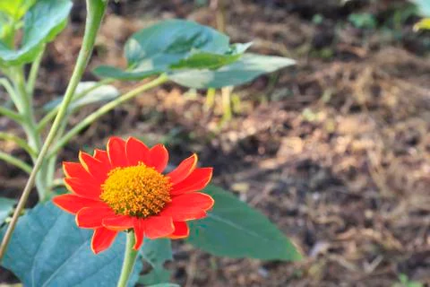 Red flower Stock Photos