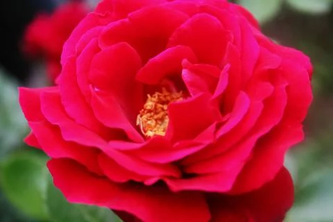 Red Flower Stock Photos