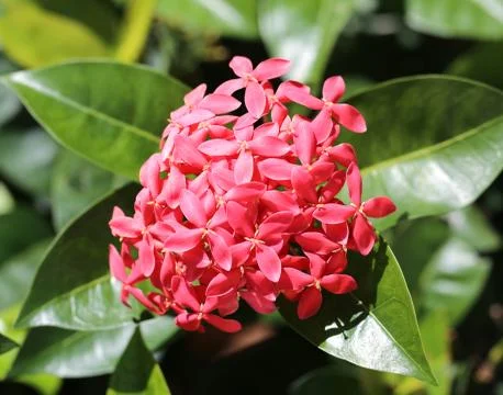 Red flower Stock Photos
