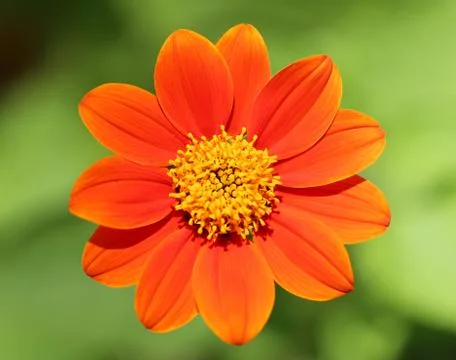 Red flower Stock Photos