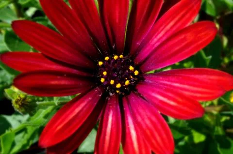 Red flower Stock Photos