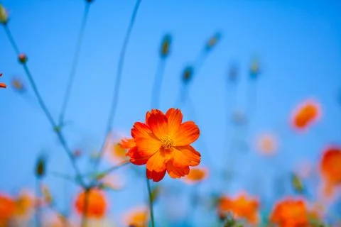 Red flower Stock Photos