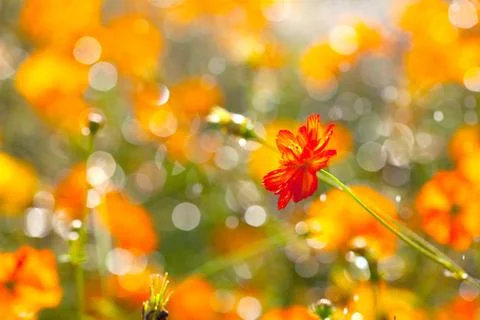 Red flower Stock Photos