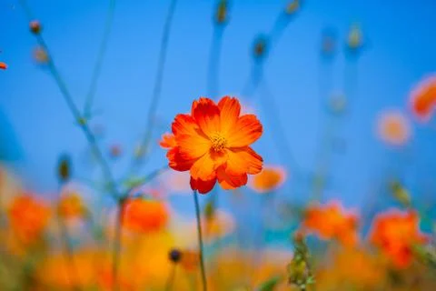 Red flower Stock Photos
