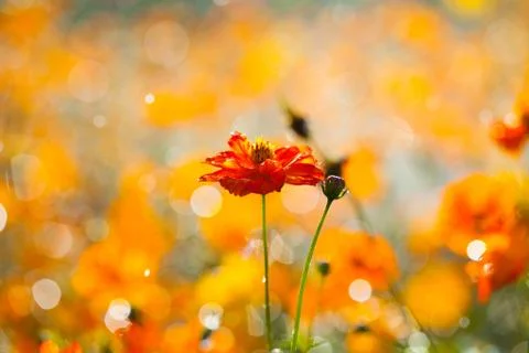 Red flower Stock Photos