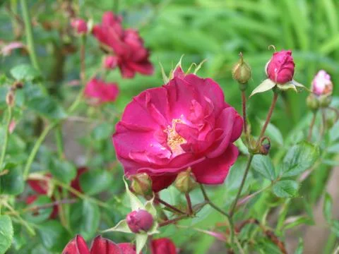 Red Flower Foto stock