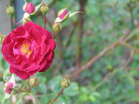 Red Flower Foto stock
